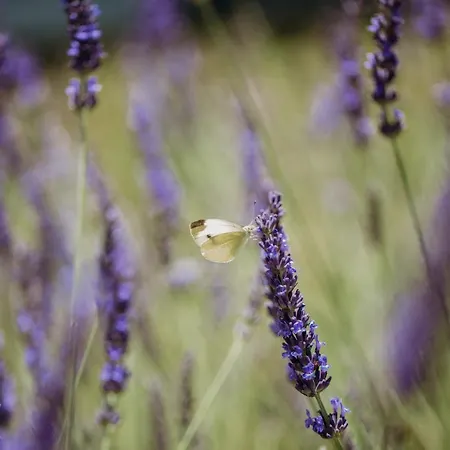 Апартаменты Apartmaji Pajer Копер