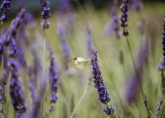 Διαμέρισμα Apartmaji Pajer Κόπερ